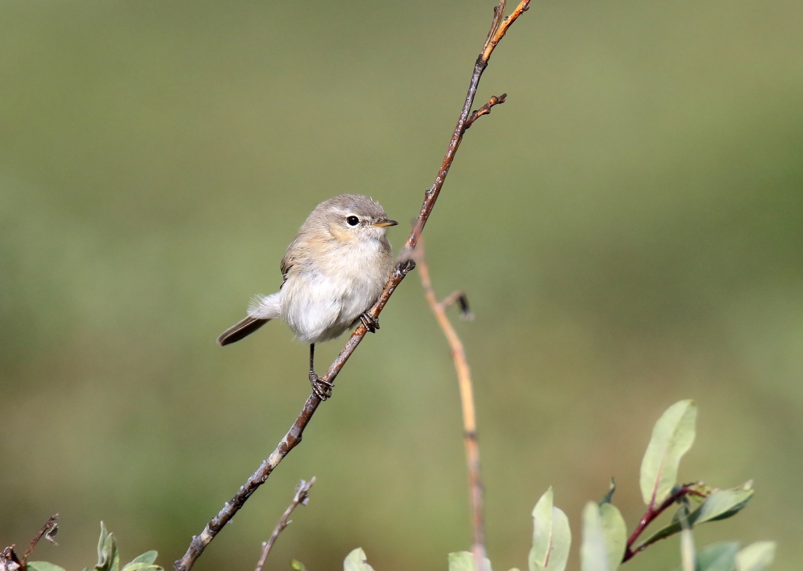 image Mountain Chiffchaff (Caucasian)